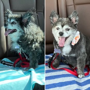 Posh Pooch - Tiger before and after. - Pet Groomers Near Me - Seal Beach, California Posh Pooch - Tiger before and after. - Pet Groomers Near Me - Seal Beach, California