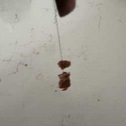 Bravo Bakery - As my son was eating his chocolate concha, he pulled out of his mouth a long hair that was baked in the concha‍