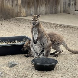 Adorable wallabies!