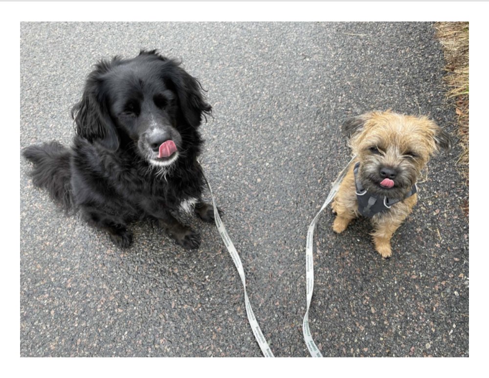 Boston Fetch - pet boarding facility in Jamaica Plain, MA