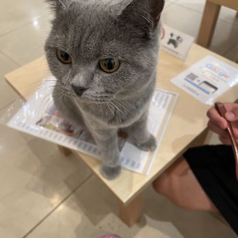 Cat Cafe MOFF Pearlridge Center - Themed Cafes Near Me - Aiea, Hawaii Cat Cafe MOFF Pearlridge Center - Themed Cafes Near Me - Aiea, Hawaii