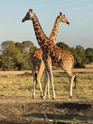 Africa Adventure Consultants by null