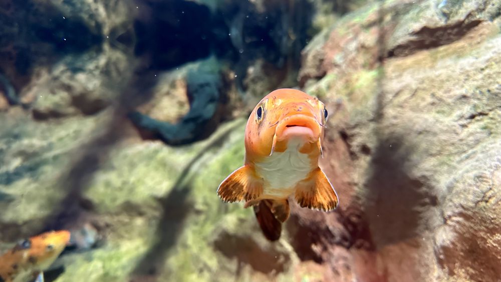 North Carolina Aquarium at Pine Knoll Shores