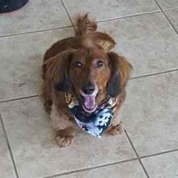 Yes, us canines can rock too!
