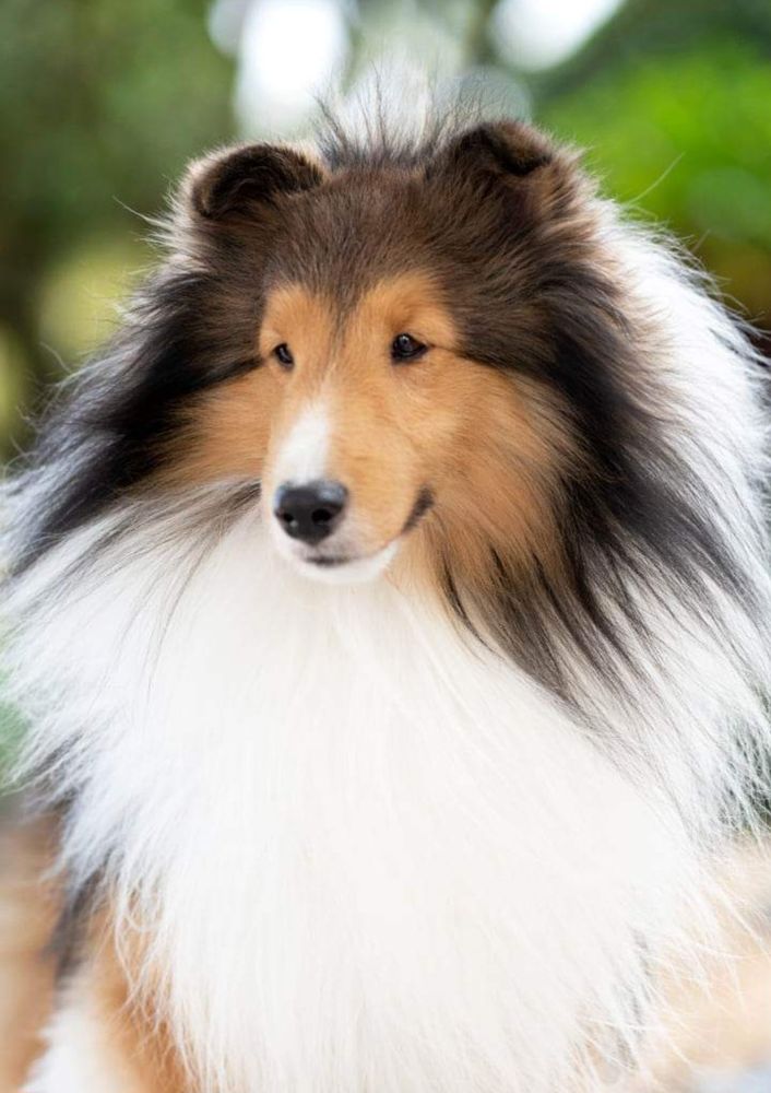 ASPEN LEAF SHELTIES Updated July 2024 Request an Appointment Dewy