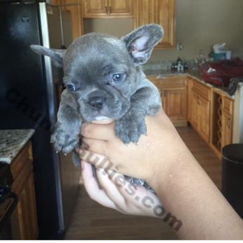 Chunky Bullies - Pet Breeders Near Me