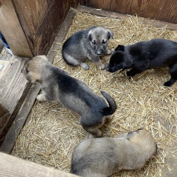 WorldStrides - The puppies we cuddles at the Happy Trails Kennel - Travel Services Near Me - Charlottesville, Virginia