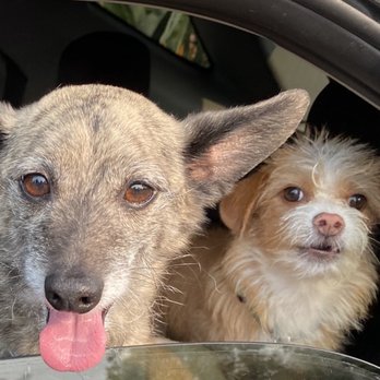 It's A Dogs Life Academy - Tippy and Ivy LOVE It's A Dog's Life Academy! - Pet Training Near Me - San Clemente, California It's A Dogs Life Academy - Tippy and Ivy LOVE It's A Dog's Life Academy! - Pet Training Near Me - San Clemente, California