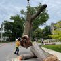 Photo of Rooted Tree Services