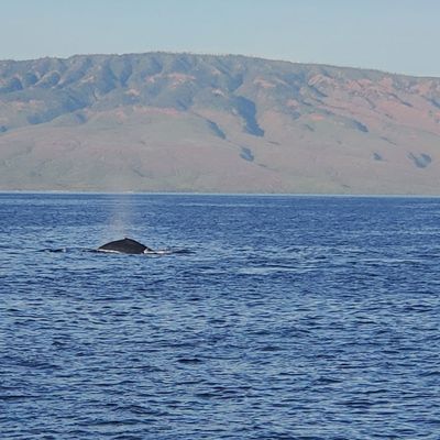 Pacific Whale Foundation by null