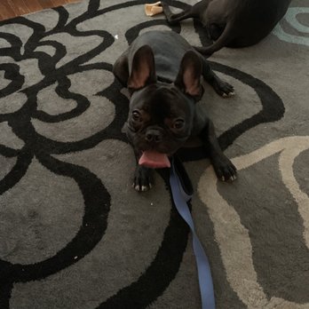 Dogs Downtown - Guster practicing his down stay at home! - Pet Training Near Me - Chantilly, Virginia