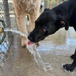 Simply Posh Pets - Water play time in the summer