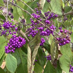 Hickman Park - Shiny purple berries of sorts.
