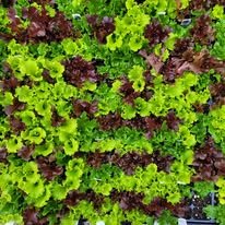 Louderbranch Farms - beekeeping in Walhalla, SC