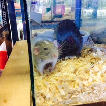 Roger's Aquatic & Pet Supplies - Rodents - Local Fish Stores Near Me - Surrey, British Columbia Roger's Aquatic & Pet Supplies - Rodents - Local Fish Stores Near Me - Surrey, British Columbia