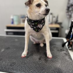 Glamour Paws Dog Grooming