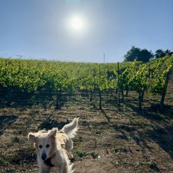 Fallbrook Winery