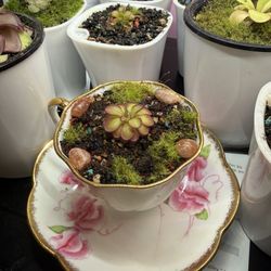 Frenchique - Carnivorous plants!