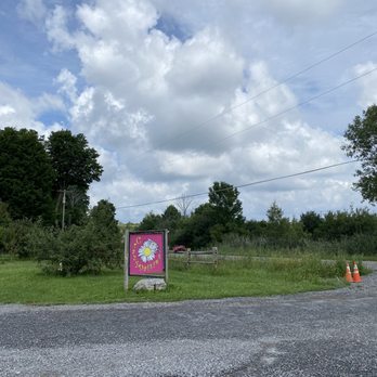 Crazy Daisies - Nurseries & Gardening Near Me - Syracuse, New York Crazy Daisies - Nurseries & Gardening Near Me - Syracuse, New York