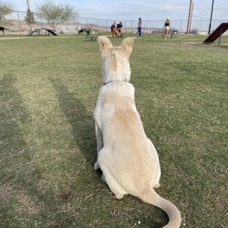 Fort Irwin Dog Park