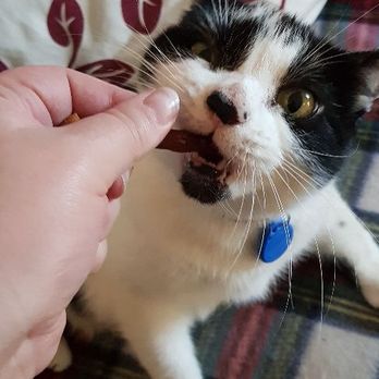 IncrediPAWS - Katie enjoying some treats. - Dog Walkers Near Me
