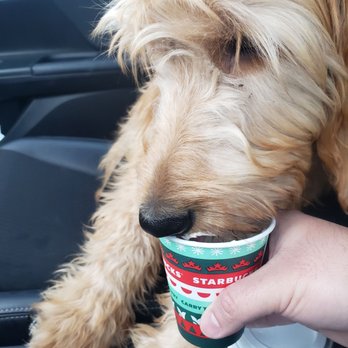 Starbucks - Canelo enjoying his treat. - Coffee & Tea Near Me - Las Vegas, Nevada Starbucks - Canelo enjoying his treat. - Coffee & Tea Near Me - Las Vegas, Nevada