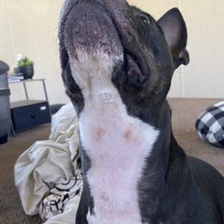 Two Ridge Veterinary Clinic - Neck injuries caused by "vet"
