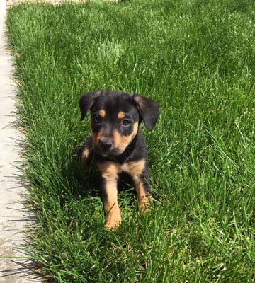 Lifeline Puppy Rescue by null