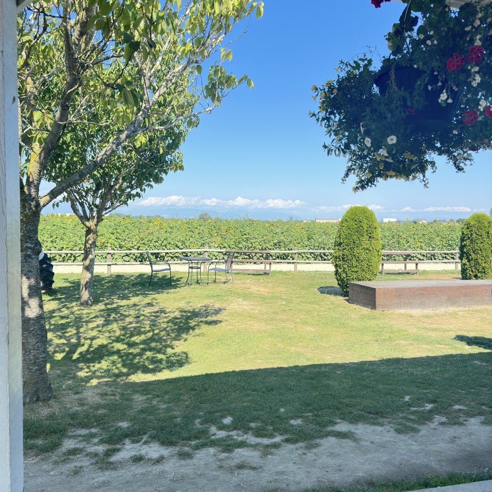 Emma Lea Farms - Blueberry picking area - Fruits & Veggies Near Me - Delta, British Columbia