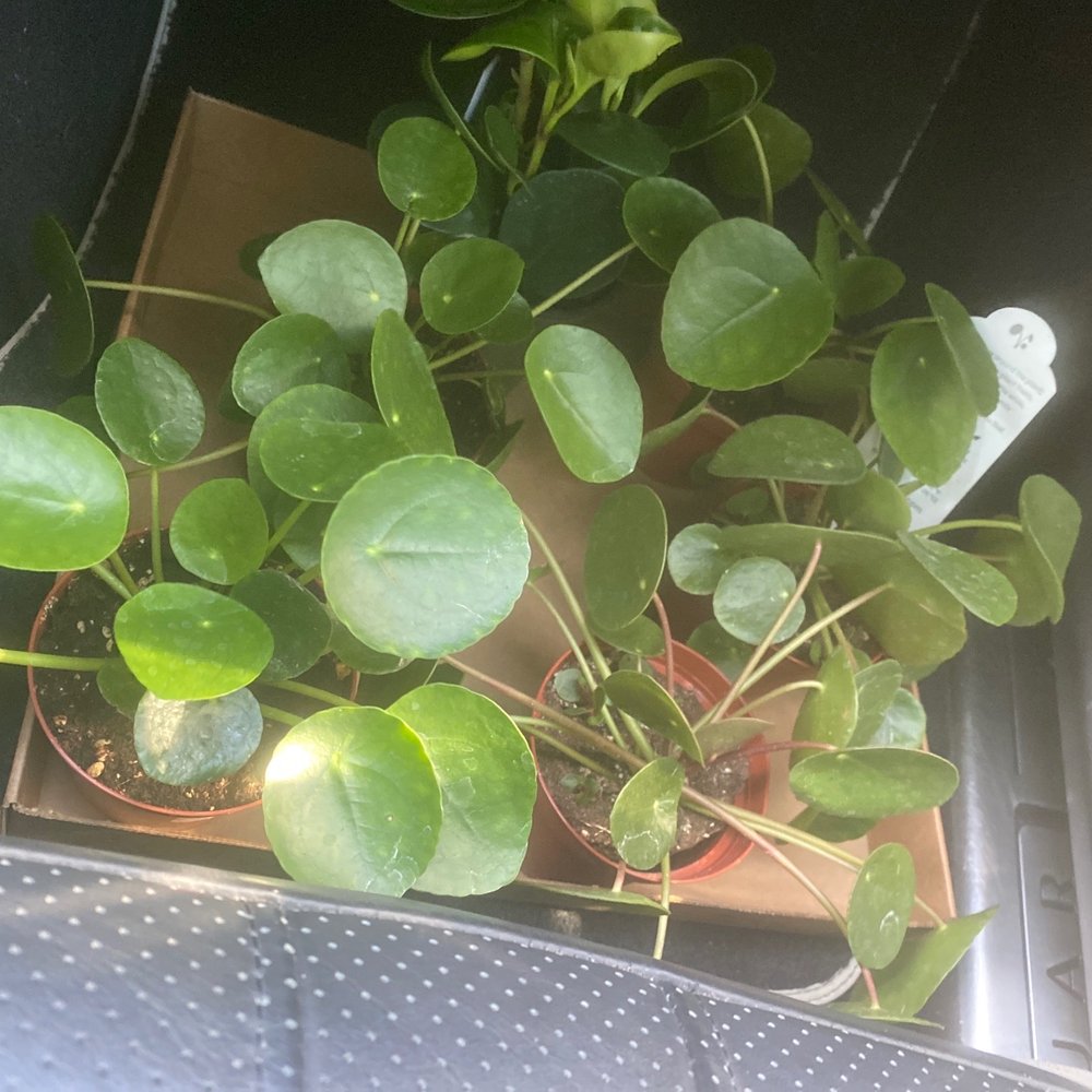 Calloway's Nursery - Money plants with "babies " - Nurseries & Gardening Near Me - Plano, Texas Calloway's Nursery - Money plants with "babies " - Nurseries & Gardening Near Me - Plano, Texas