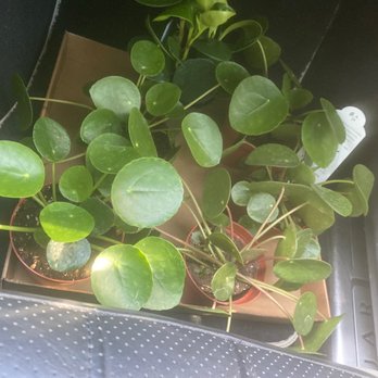 Calloway's Nursery - Money plants with "babies " - Nurseries & Gardening Near Me - Plano, Texas