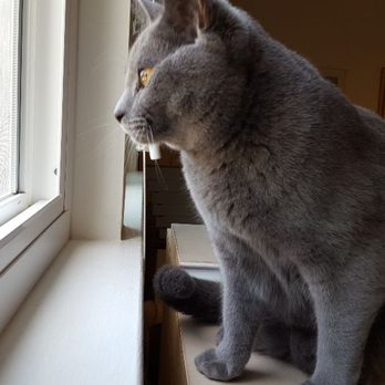 Wiggles Pet Sitting - Beautiful Josephine - Pet Sitting Near Me Wiggles Pet Sitting - Beautiful Josephine - Pet Sitting Near Me