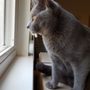 Photo of Wiggles Pet Sitting