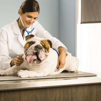 PetSmart - Pet Groomers Near Me - Houston, Texas