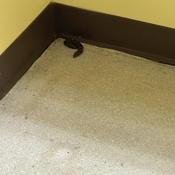 Dirk Butchko Pro Vet - Poop in corner of examination room. Never cleaned after last patient. Disgusting. - Veterinarians Near Me - Riverside, California Dirk Butchko Pro Vet - Poop in corner of examination room. Never cleaned after last patient. Disgusting. - Veterinarians Near Me - Riverside, California