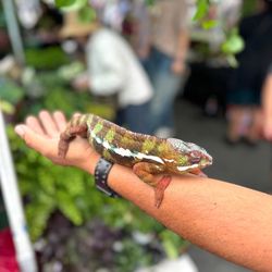 Golden West College Swap Meet - This chameleon was so gentle, the owner let me pet it without any problem. :)