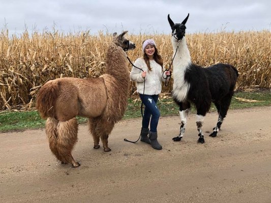 Carlson's Llovable Llamas by null