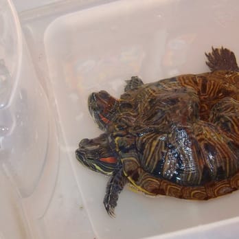 Venice Beach Boardwalk - 2-headed turtle @The Freak Show - Beaches Near Me - Venice, California