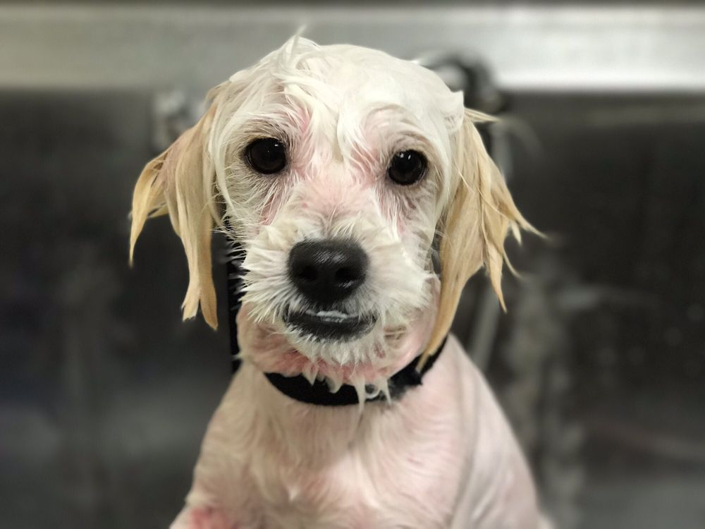 MANNY’S PET GROOMING Updated September 2024 30 Photos & 19 Reviews