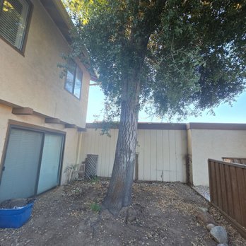 alturas Tree Service - Troublesome tree part 2 - Tree Services Near Me - Modesto, California
