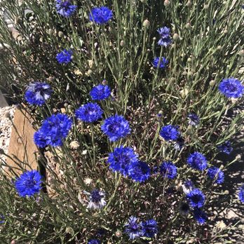 SkyPark Camp + RV Resort - Pretty new plants - RV Parks Near Me - Skyforest, California