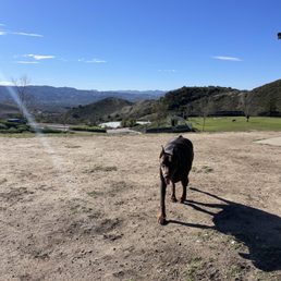 My dog gave a dew claw up on Simi Valley Dog Park!