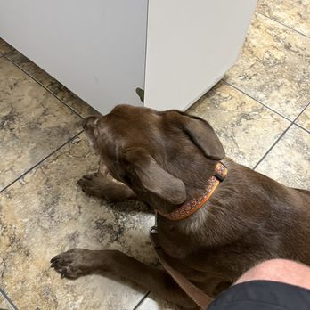 Animal Medical Center - Posey girl - Veterinarians Near Me - Modesto, California Animal Medical Center - Posey girl - Veterinarians Near Me - Modesto, California