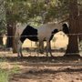 Golden Coach RV Park & Campground