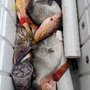 Photo of Port Saint Lucie Fishing