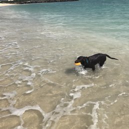 Playing fetch in the surf is always fun