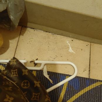 Fiesta Motel - Whole infestation of roaches - Hotels Near Me - Pontiac, Illinois