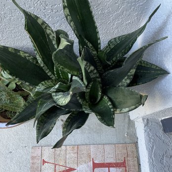 Kerby's Nursery - Snake plant - Nurseries & Gardening Near Me - Seffner, Florida