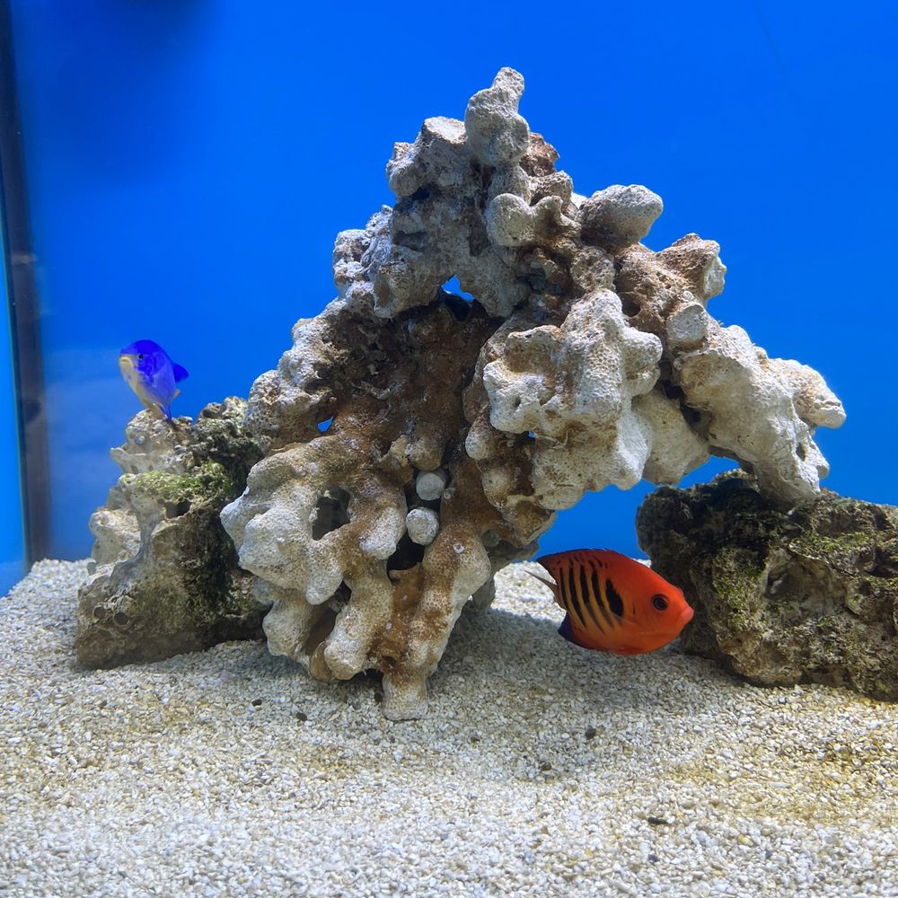 New School Aquatics - Aquarium Services Near Me New School Aquatics - Aquarium Services Near Me