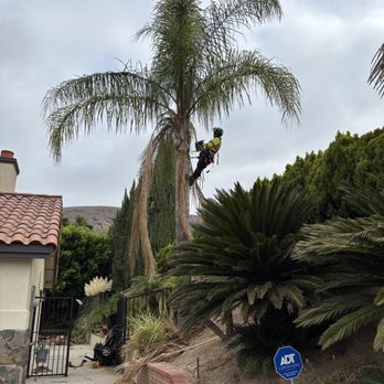 Steadfast Tree Care - Palm trimming Yorba Linda - Tree Services Near Me Steadfast Tree Care - Palm trimming Yorba Linda - Tree Services Near Me